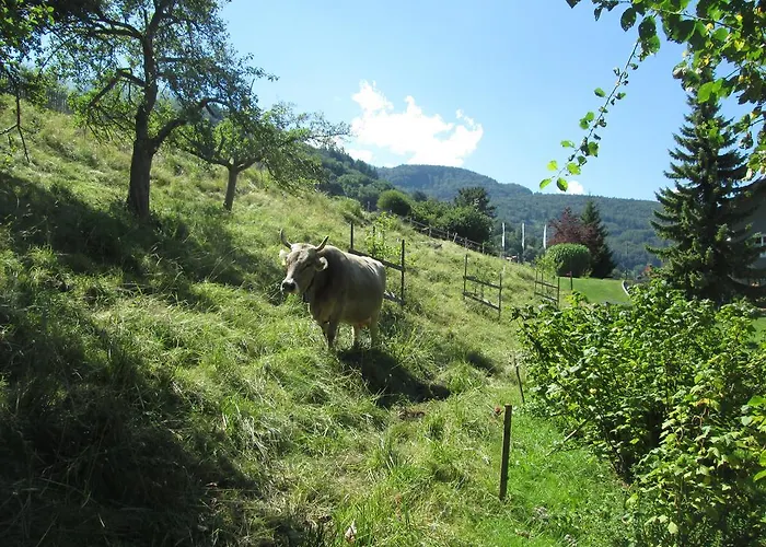 Homestay Am Bueel Sevelen